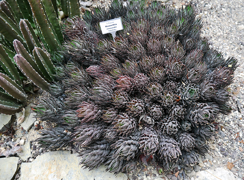 Haworthia reinwardtii
