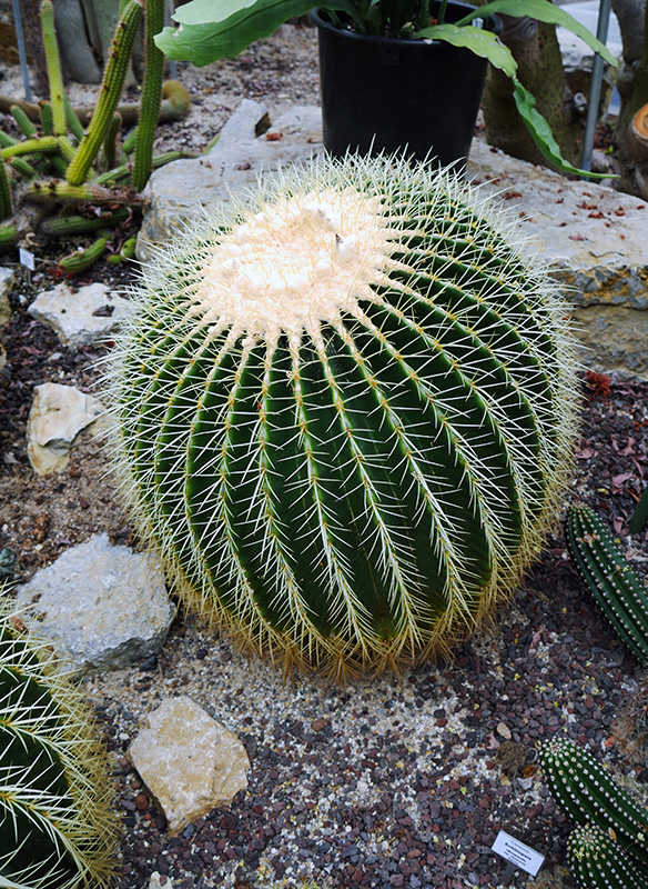 Echinocactus grusonii (Schwiegermuttersitz)
