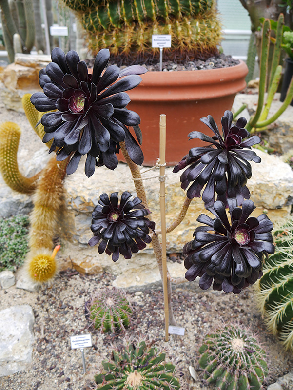 Aeonium arboreum
