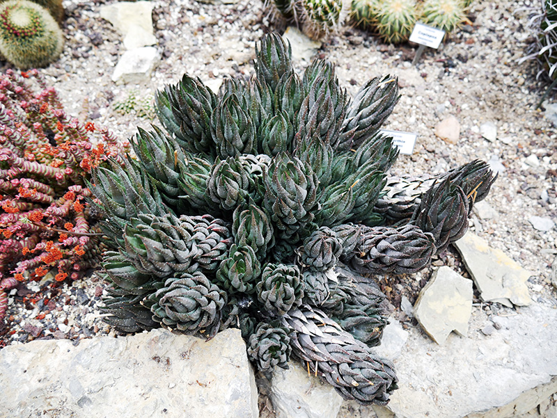 Haworthia reinwardtii
