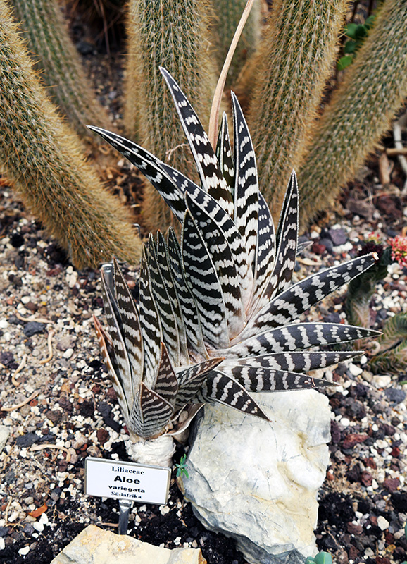 Aloe variegata
