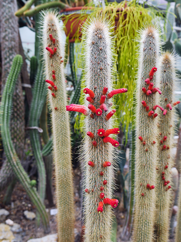 Cleistocactus tarijensis
