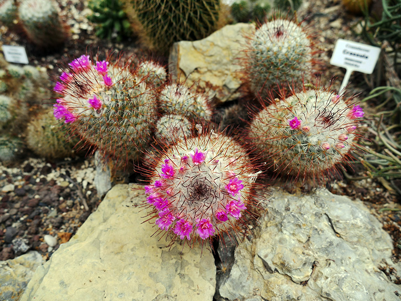 Mammillaria bombycina
