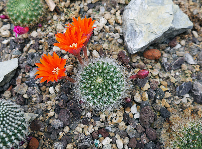 Euphorbia royleana
