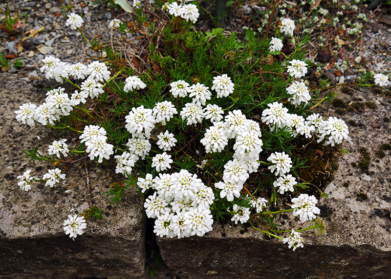 Schleifenblume
