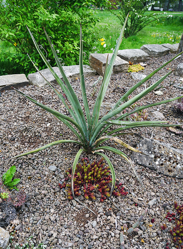 Agave
