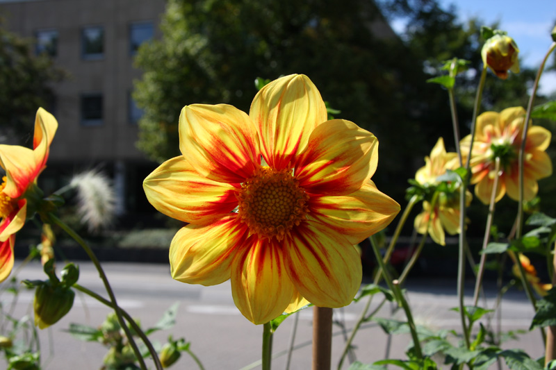 Blumen auf der BuGa
