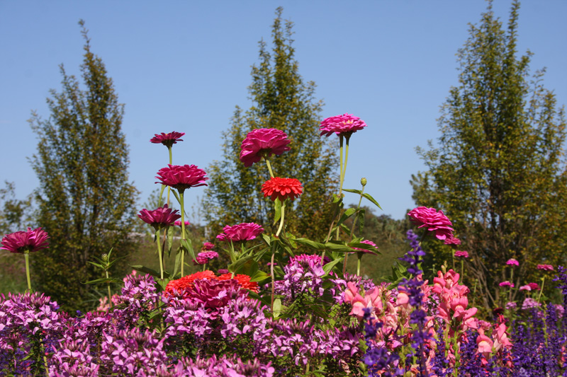 Blumen auf der BuGa
