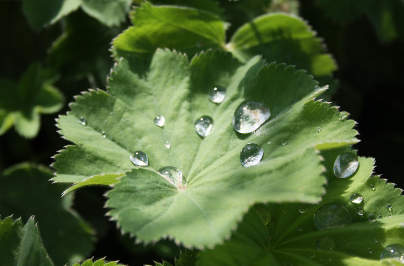 Wasser auf Blatt
