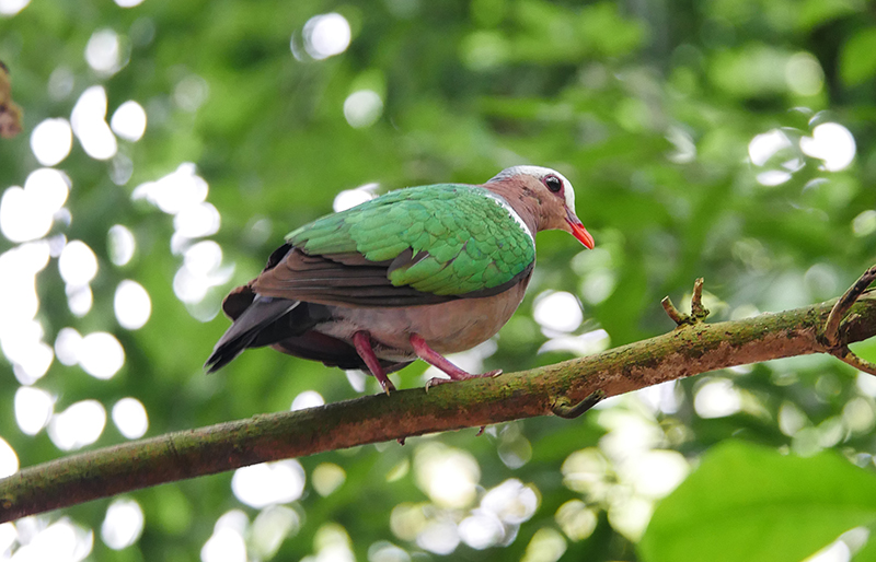 Vogel
