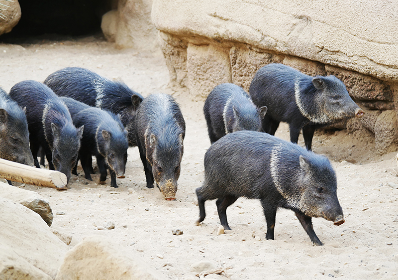 Wildschweine
