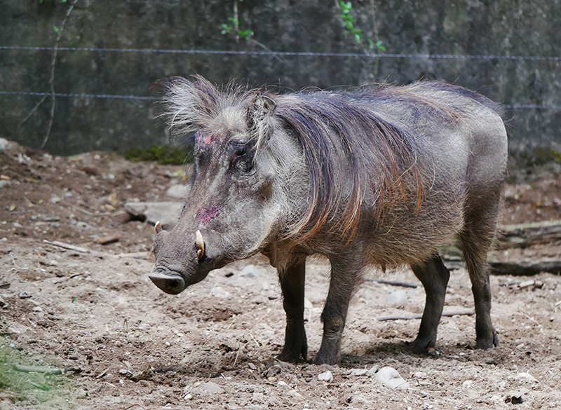 Warzenschwein
