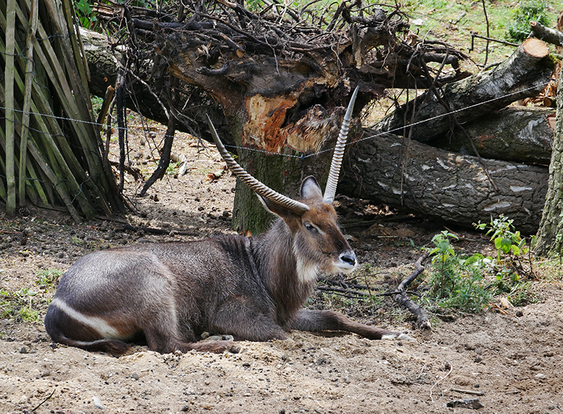 Antilope
