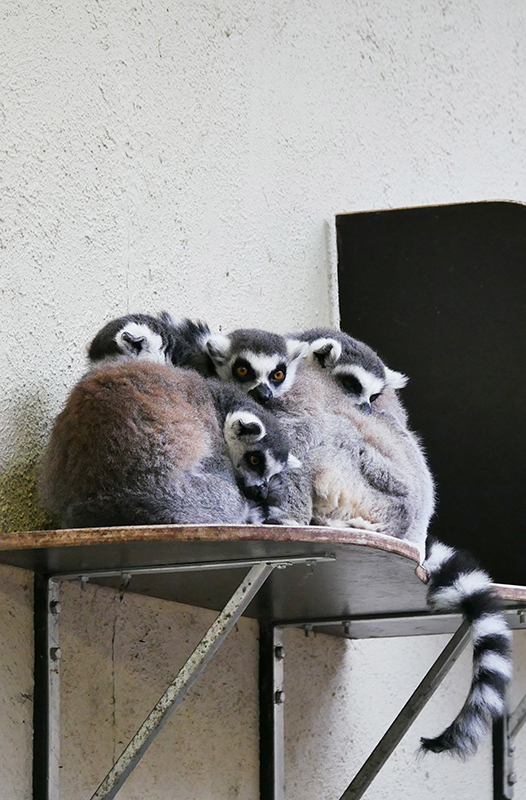 Lemurenfamilie
