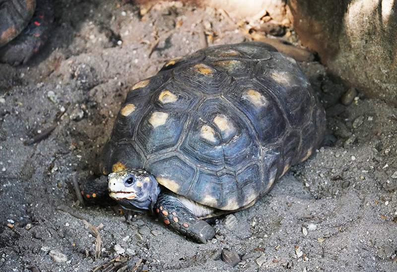 SchildkrÃ¶te
