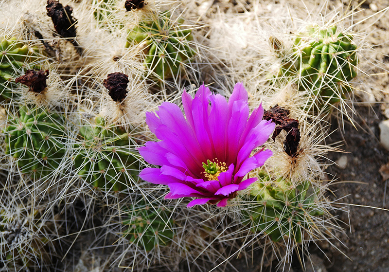 KaktusblÃ¼te
