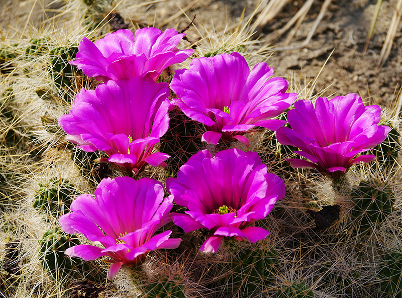 KaktusblÃ¼ten
