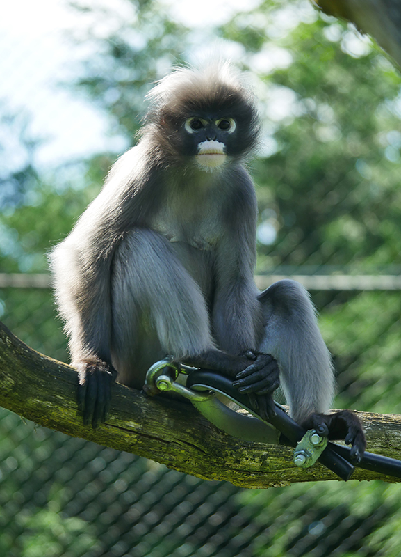 Brillenlangur
