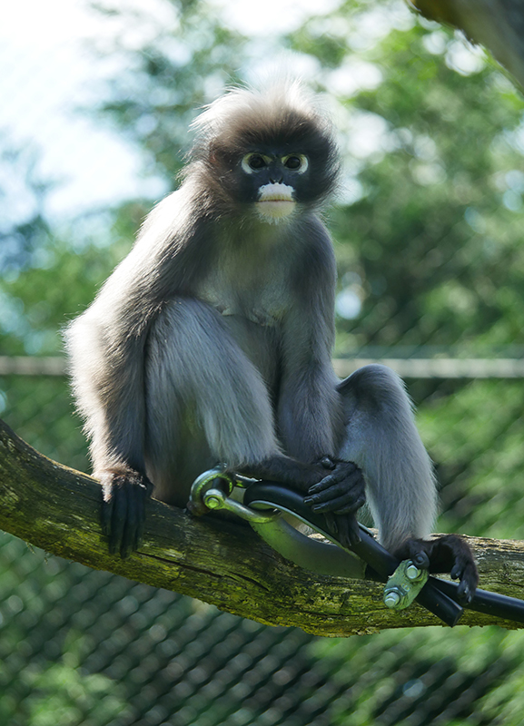 Brillenlangur
