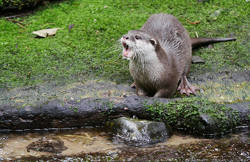 Otter
