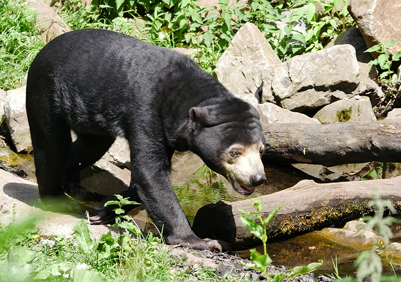 BÃ¤r
