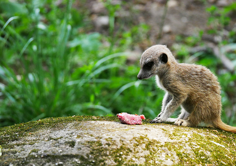 ErdmÃ¤nnchen
