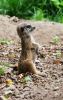 Filename=52.JPG
Filesize=473KiB
Dimensions=506x800
Date added=Jun 16, 2017 52.JPG