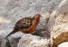 Filename=57.JPG
Filesize=599KiB
Dimensions=800x559
Date added=Jun 16, 2017 57.JPG