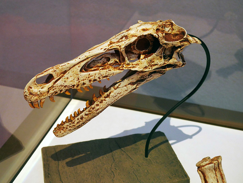 Velociraptor SchÃ¤del
