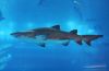 Filename=19.JPG
Filesize=416KiB
Dimensions=800x522
Date added=Oct 07, 2012 19.JPG