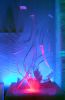 Filename=26.JPG
Filesize=94KiB
Dimensions=527x800
Date added=Jan 31, 2012 26.JPG