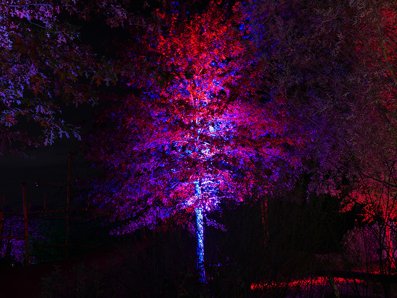 Herbstleuchten Maximilianpark Hamm
