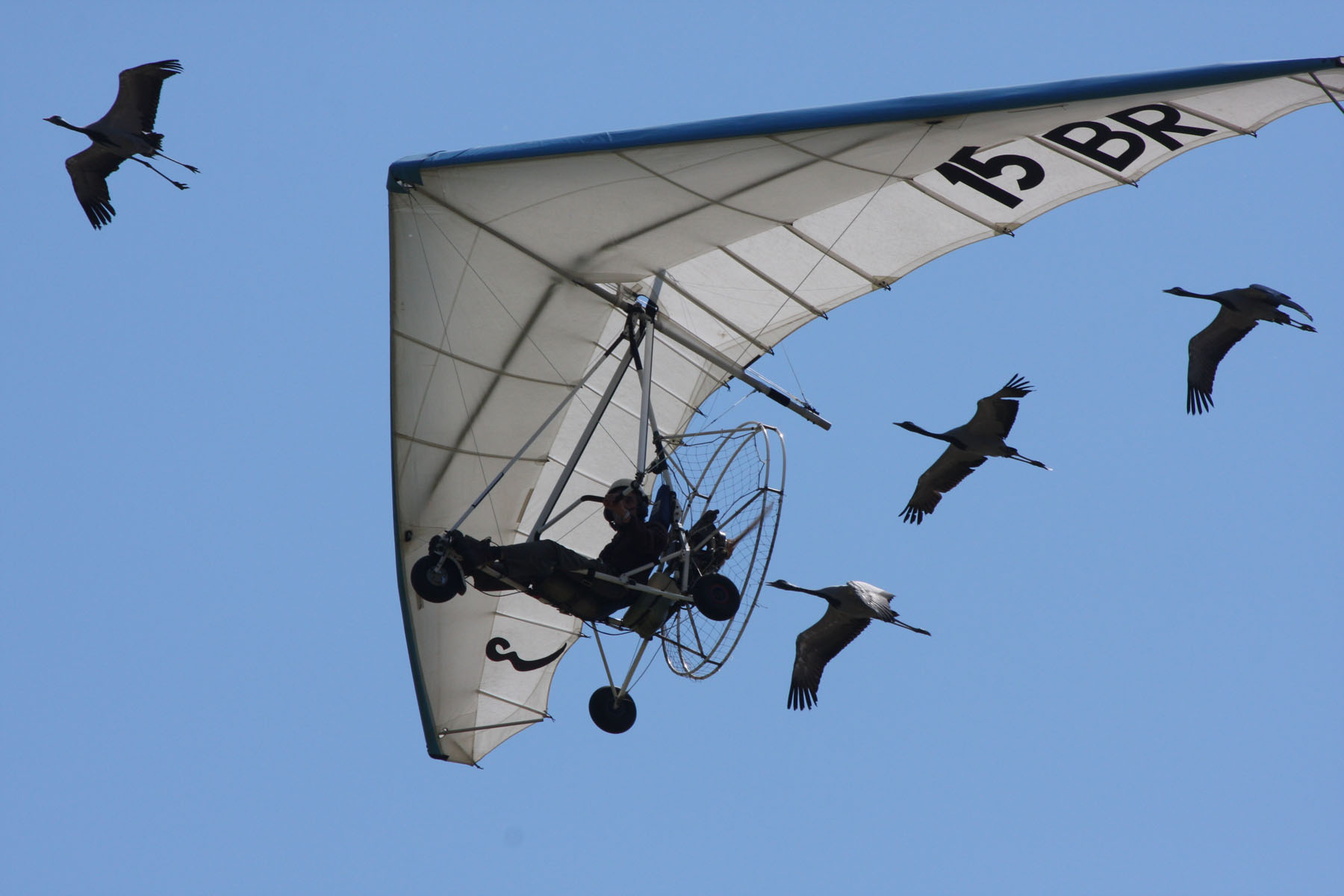 Flug mit Kranichen
