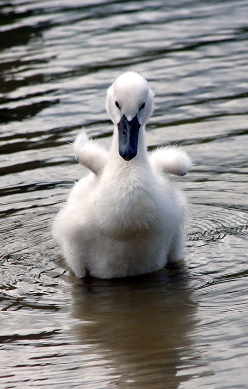 Baby-Schwan
