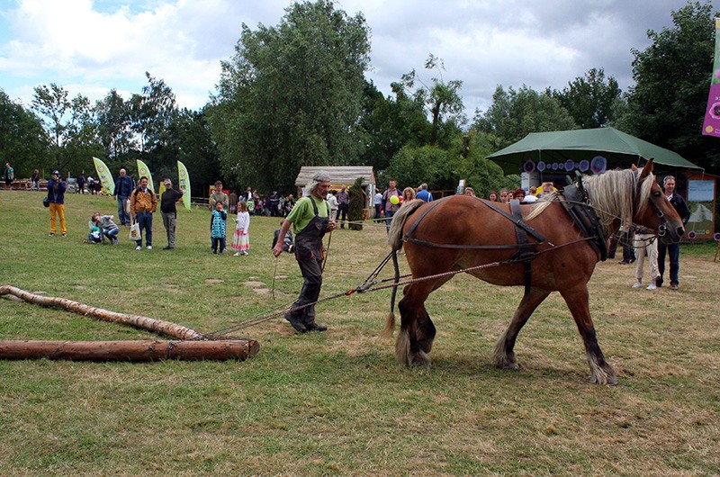 Pferd bei der Arbeit
