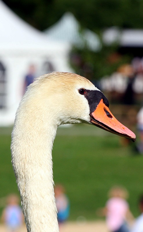 Schwan
