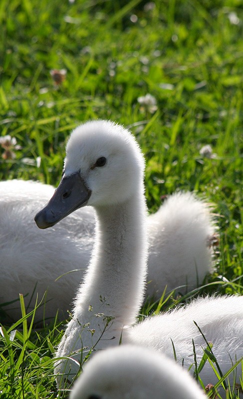 Baby-Schwan
