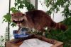 Filename=41.JPG
Filesize=156KiB
Dimensions=800x538
Date added=Jun 28, 2013 41.JPG
