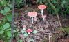 Filename=45.JPG
Filesize=208KiB
Dimensions=800x491
Date added=Jun 28, 2013 45.JPG