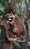 Filename=67.JPG
Filesize=202KiB
Dimensions=506x800
Date added=Jun 28, 2013 67.JPG
