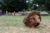 Filename=71.JPG
Filesize=214KiB
Dimensions=800x531
Date added=Jun 28, 2013 71.JPG