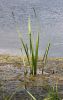 Filename=72.JPG
Filesize=161KiB
Dimensions=505x800
Date added=Jun 28, 2013 72.JPG