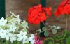 Filename=73.JPG
Filesize=102KiB
Dimensions=800x511
Date added=Jun 28, 2013 73.JPG