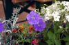 Filename=74.JPG
Filesize=134KiB
Dimensions=800x533
Date added=Jun 28, 2013 74.JPG