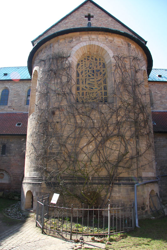 Der 1000jÃ¤hrige Rosenstrauch
