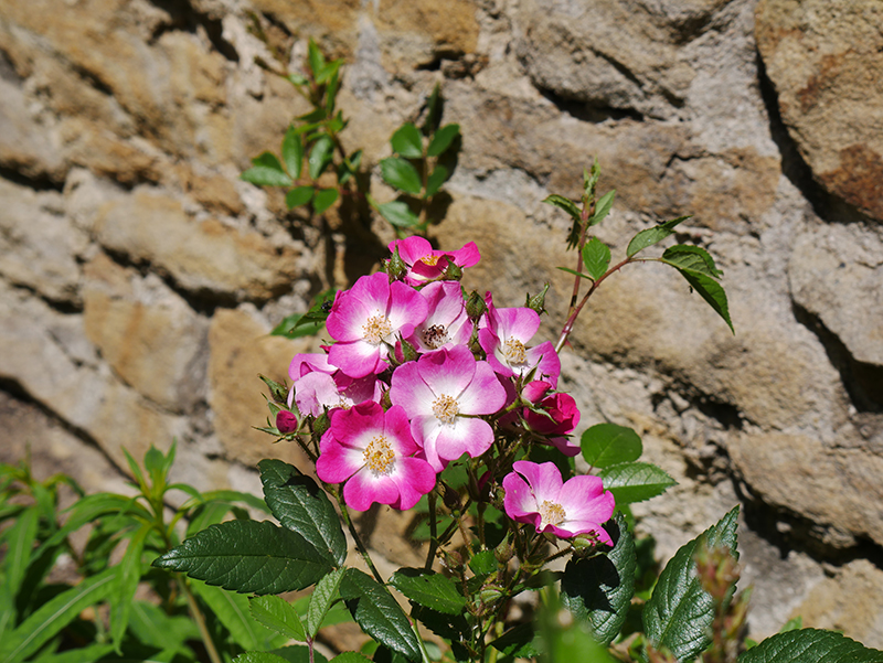 Blumen am Wegesrand
