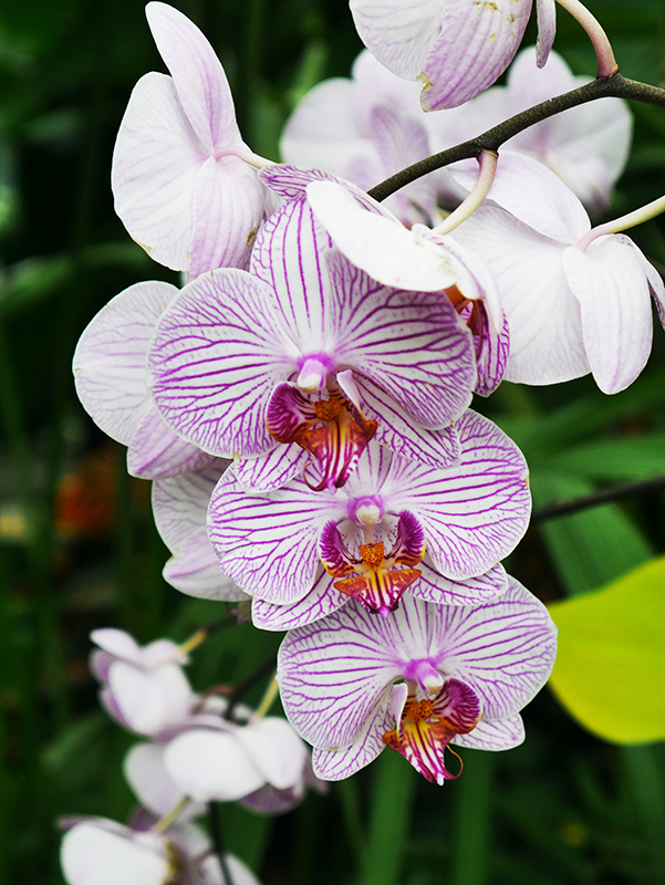 Orchidee
