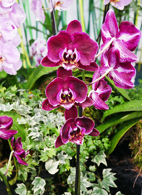 Orchidee
