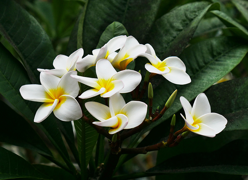 Frangipani
