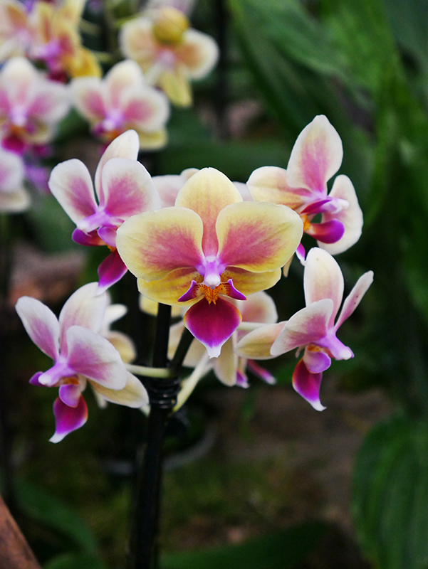 Orchidee
